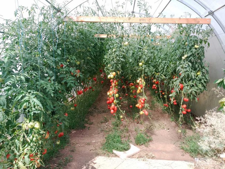 Продавам селски розови домати краставици пресни зеленчуци - София , с. Бусманци - само на място