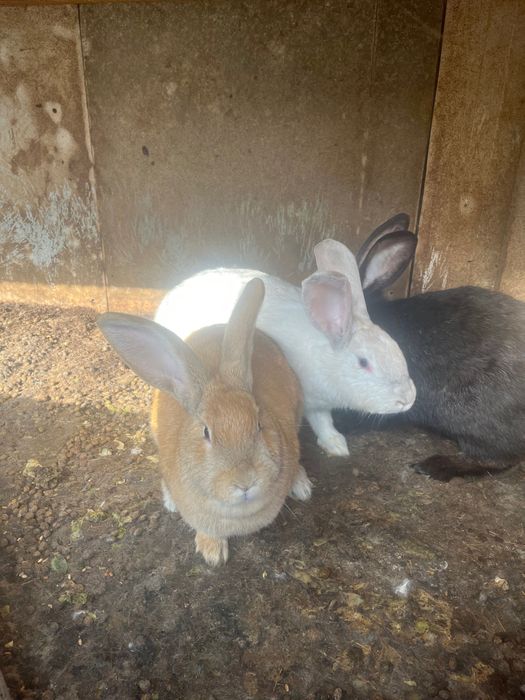 Малки и Големи Зайци