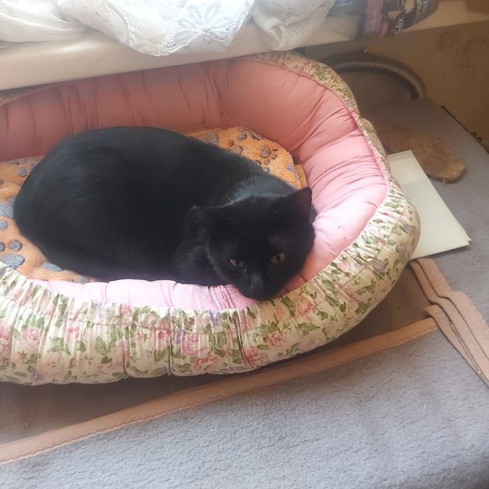 Знакомтесь. Это Уголек- Уголяша.