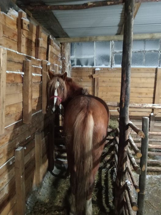 Құнан сатылады!!!