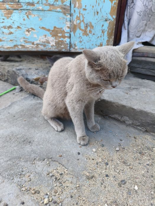 Продам британских котят девочки