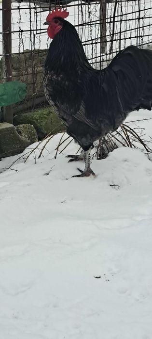 2 Cocosi australop negru si albastru