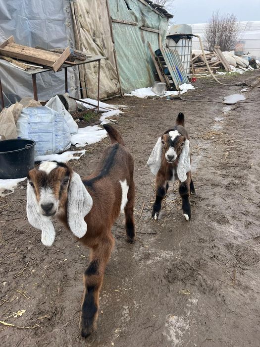 Vând doi țăpișori și o ieduță Rasa Anglo Nubiana,în vârstă de o lună