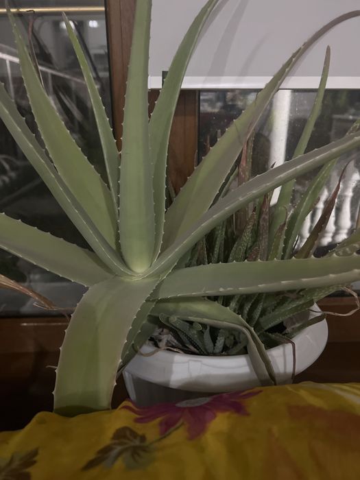 Алоэ вера , есть очень крупные 5 летние
