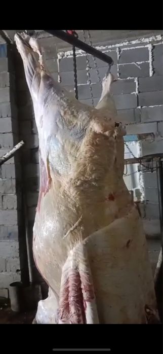 Мясо конина говядина