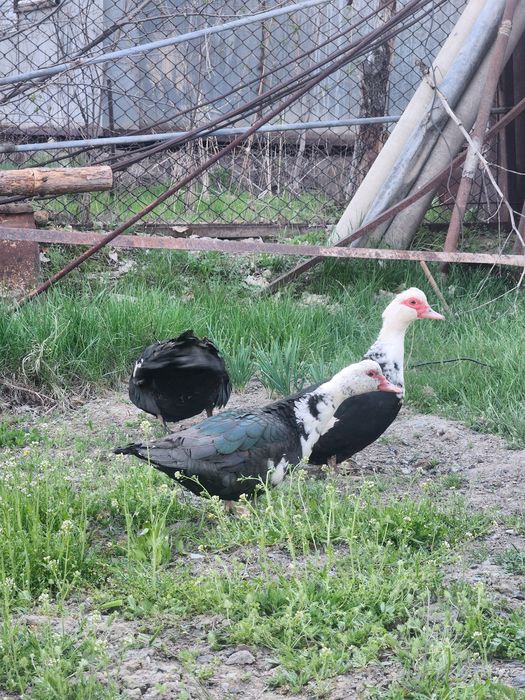 Продам недауток .