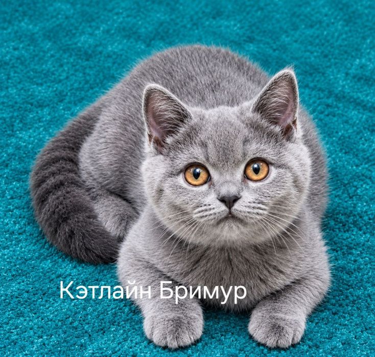 Британские котята из питомника!