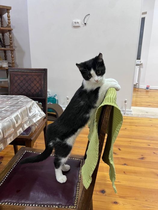 Котенок в добрые руки