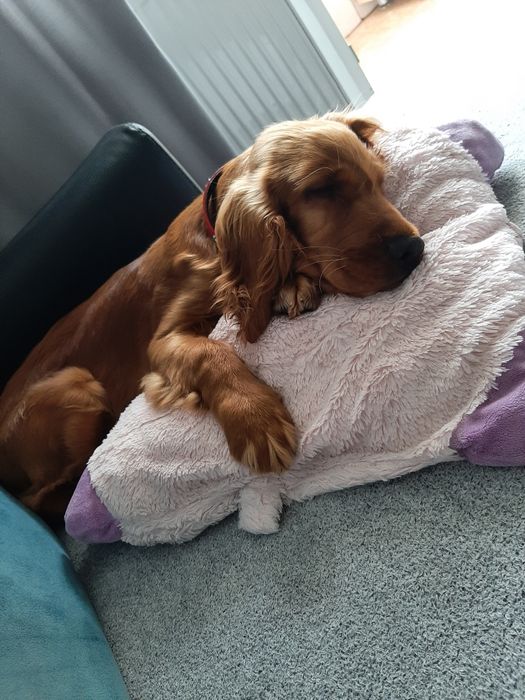 Cazare animale de companie