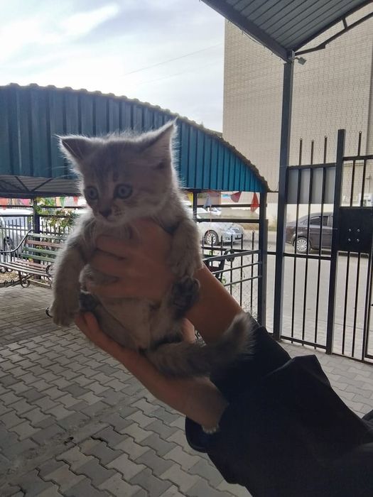 Отдам КОТЯТ в добрые руки!