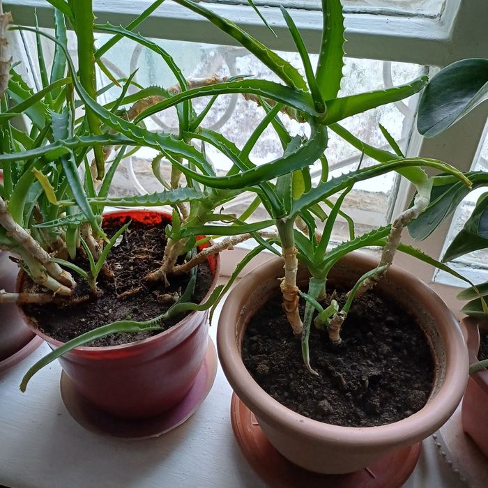 Алоэ,денежное дерево,Лилия.