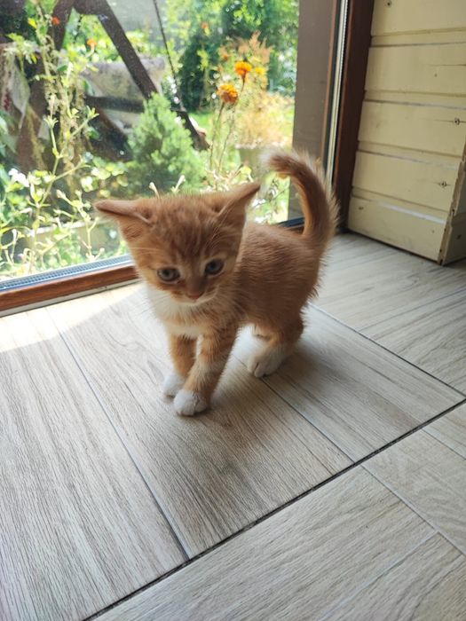 Шотладские котята