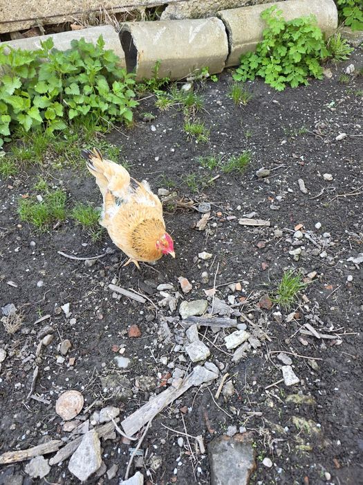 Cocoș Brahma și Kabir și găini