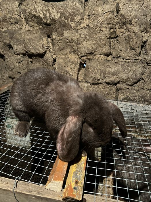 Кролик француский баран самец