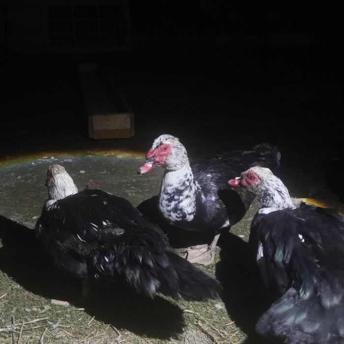 Продам индоутку самцы