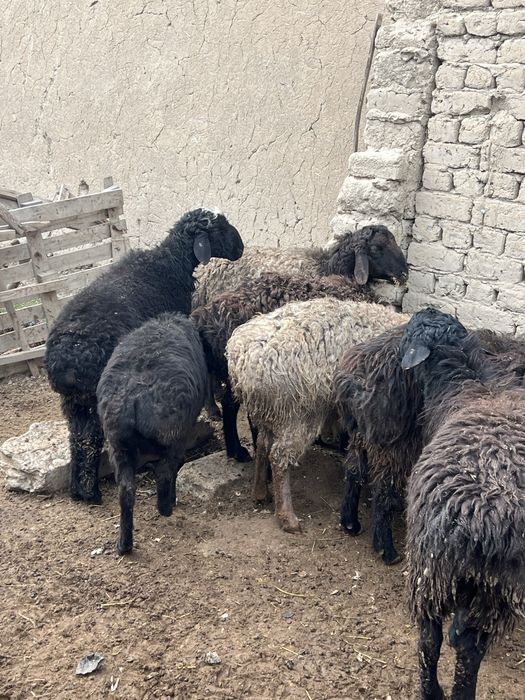 Қолда бағылған қойлар