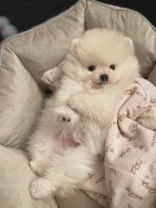 Щенки  шпица  на  бронь