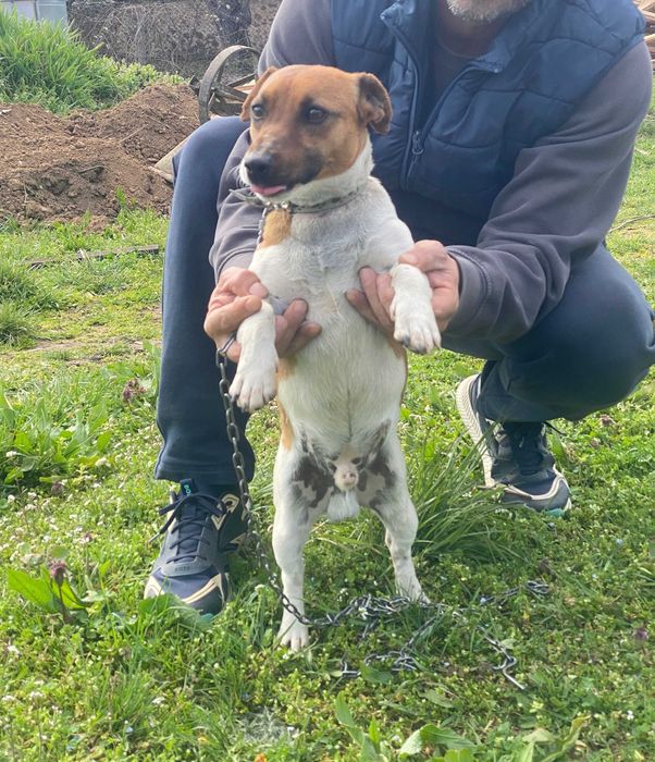 Мини Джак ръсел териер