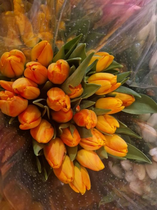 ТЮЛЬПАНЫ 700 ТГ. Доставка.