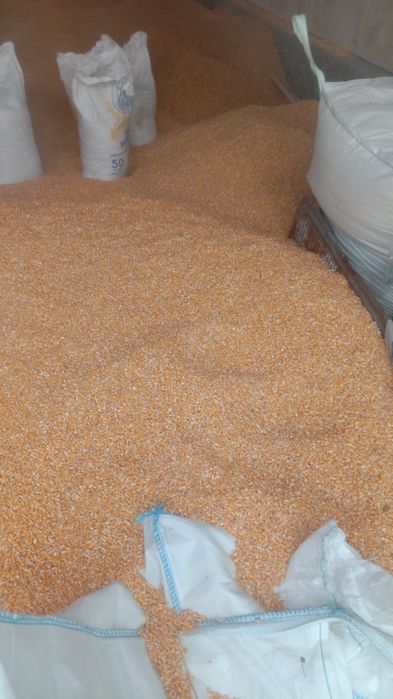 Кукуруза кормовая