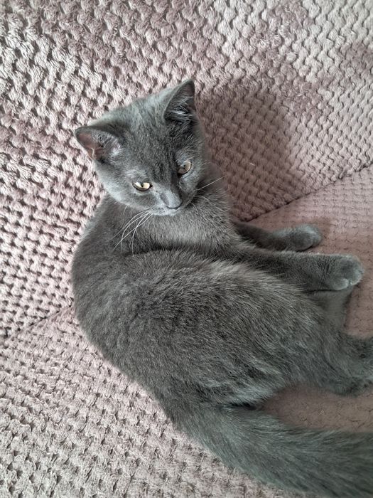 Отдадим кота в добрые руки