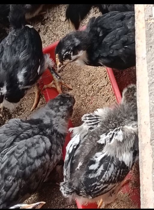 Vand pui de gaina rasa mixta