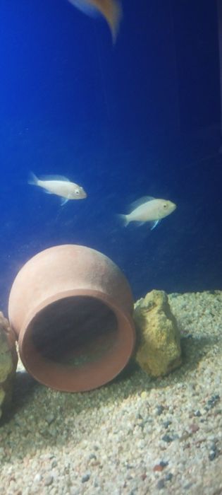 Цыхлидла сотилади срочно