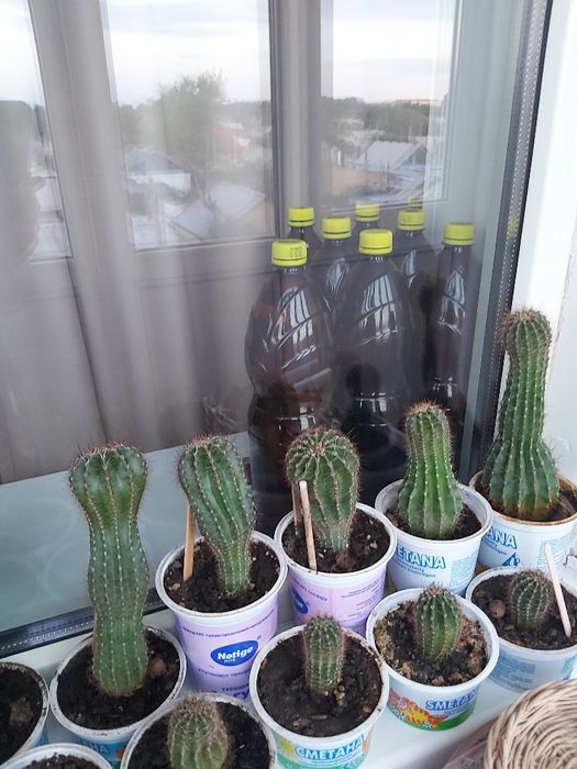 Кактус.Денежное дерево.Толстянка.