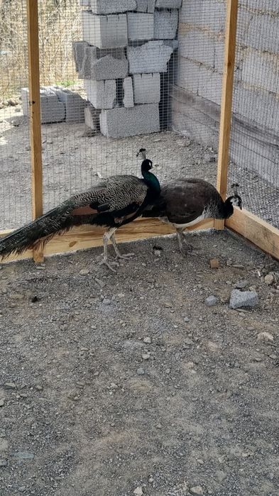 Павлин  сатылады