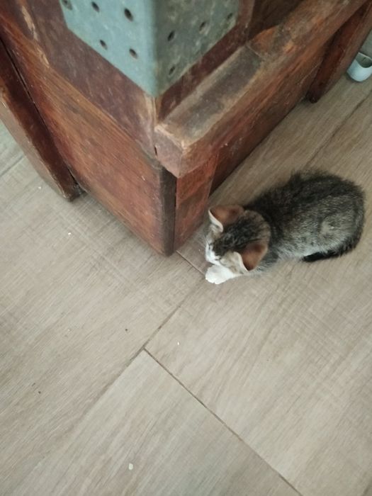 Подарява се мъжко коте