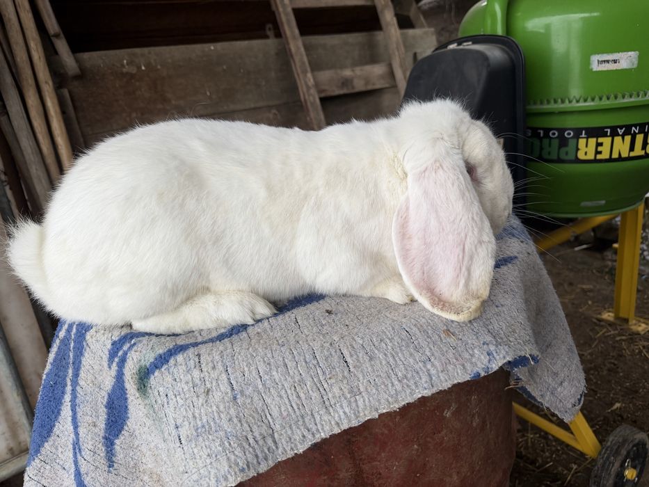 Iepuri berbec german