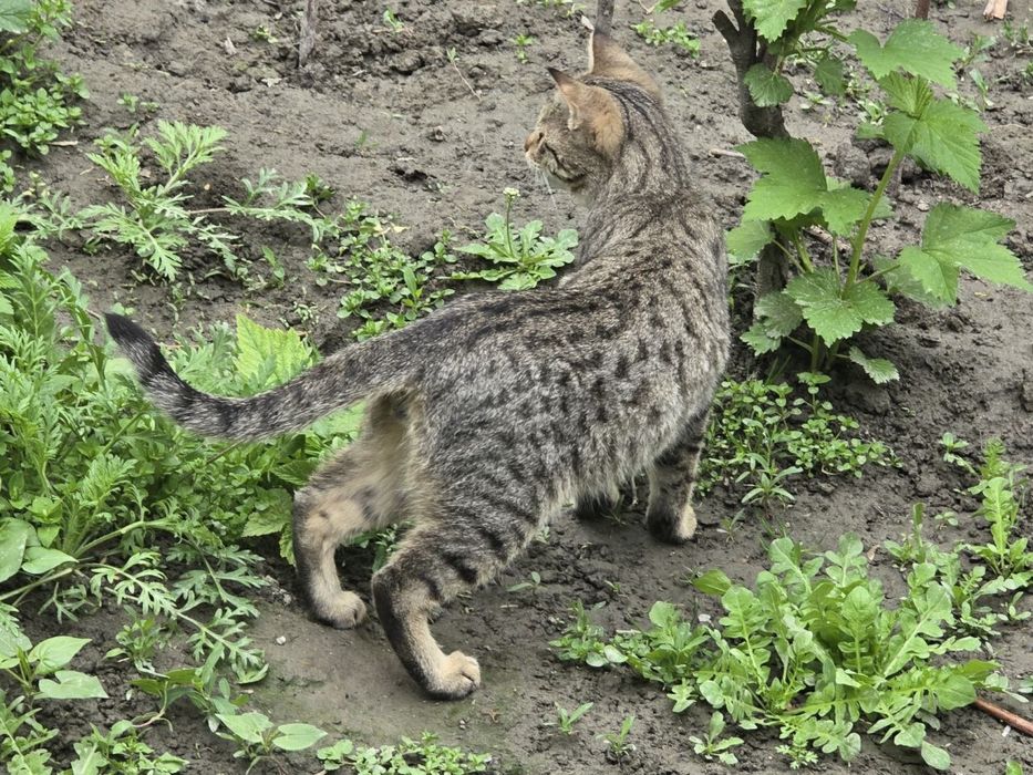 Кот 6 месяцев, зовут Симба