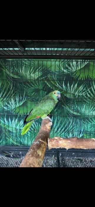 Papagali caique & amazon