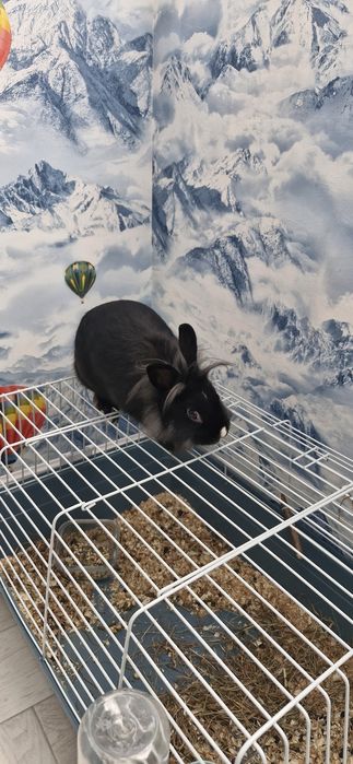 Отдам в добрые руки кролика