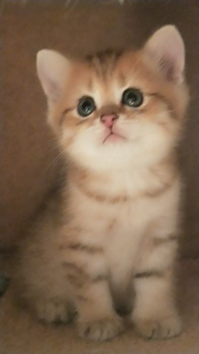 Продам золотую шиншиллу