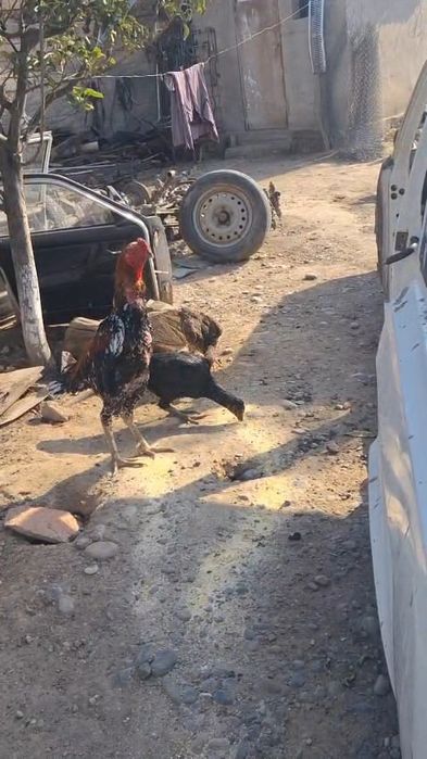 Дакан петух на продаже