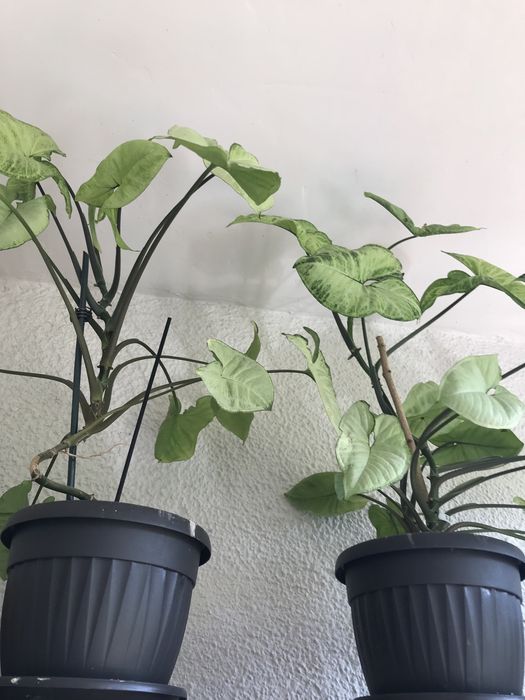 Синсевиера Хани. и Сингониум