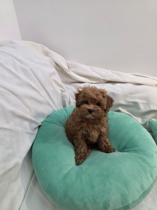 Maltipoo Korean teacup,  mini toy