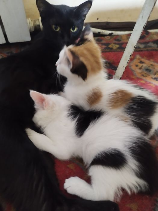 Котята отдам даром