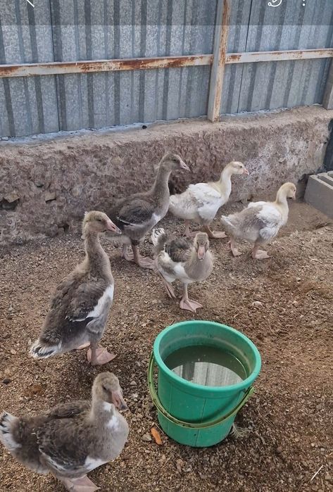 Продаются суточные гусята