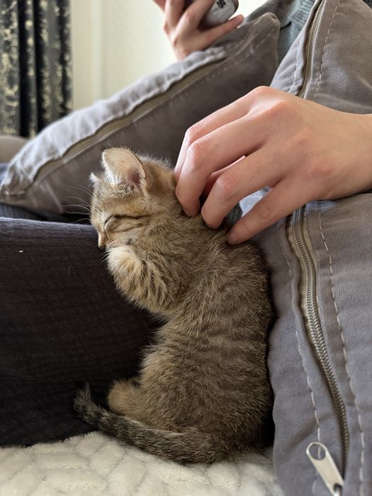 Котенок очень милая