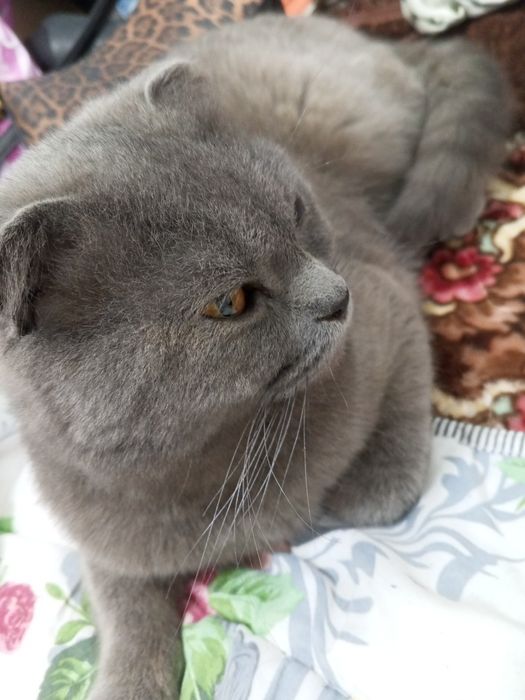 Skottish Fold mushuk