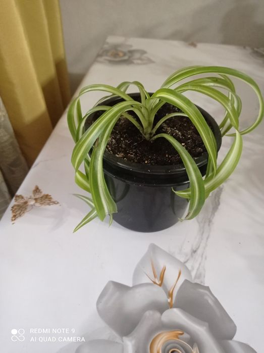 Цветы комнатные красивые.