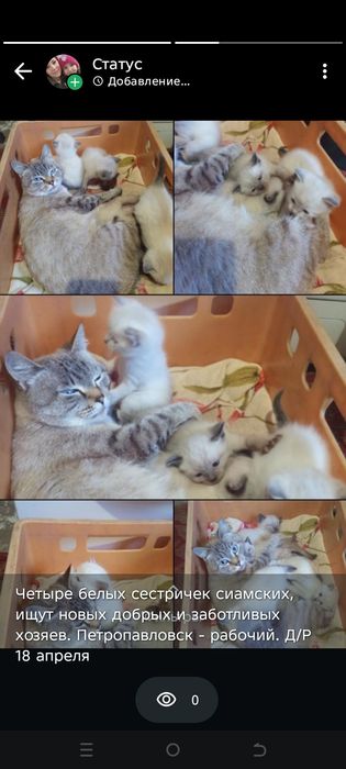 Симамские котята девочки