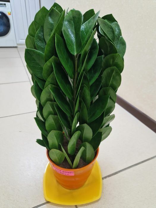 Продам комнатные цветы