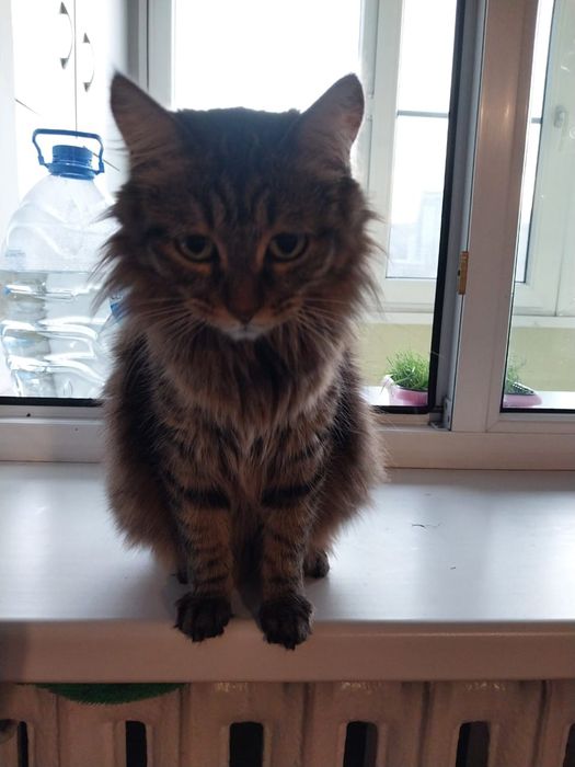 Кошечка Анфиса Котят не будет