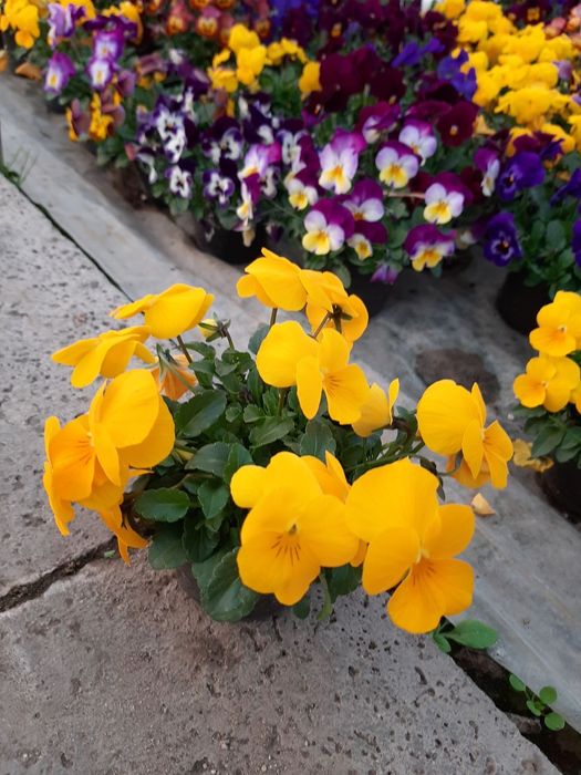 Цветя в саксия за 8-ми март