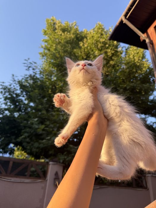 Кот/Котенок белый