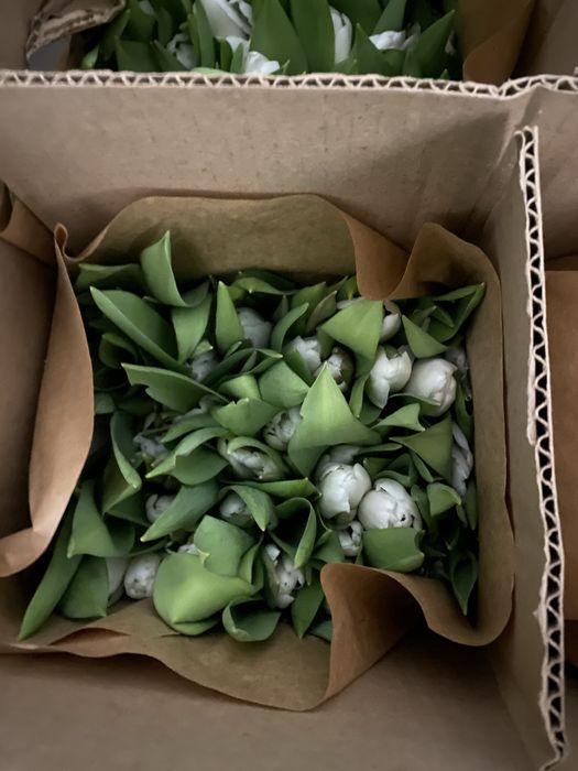 Свежие тюльпаны