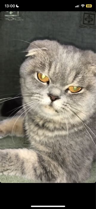 Связка с котом